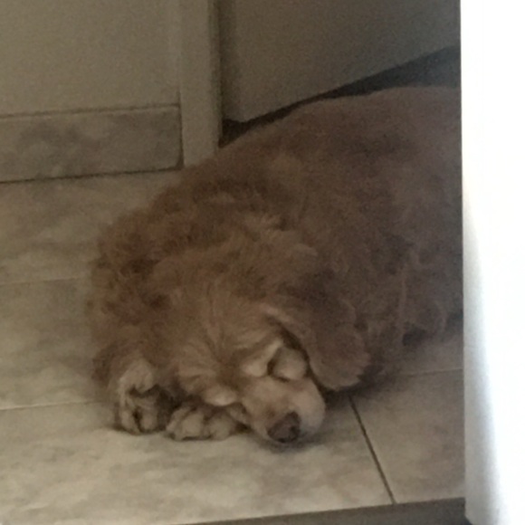 Meet your Posher, Chauntelle - Picture 9 of 11